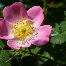 Egelantier (Rosa rubiginosa) P1090427